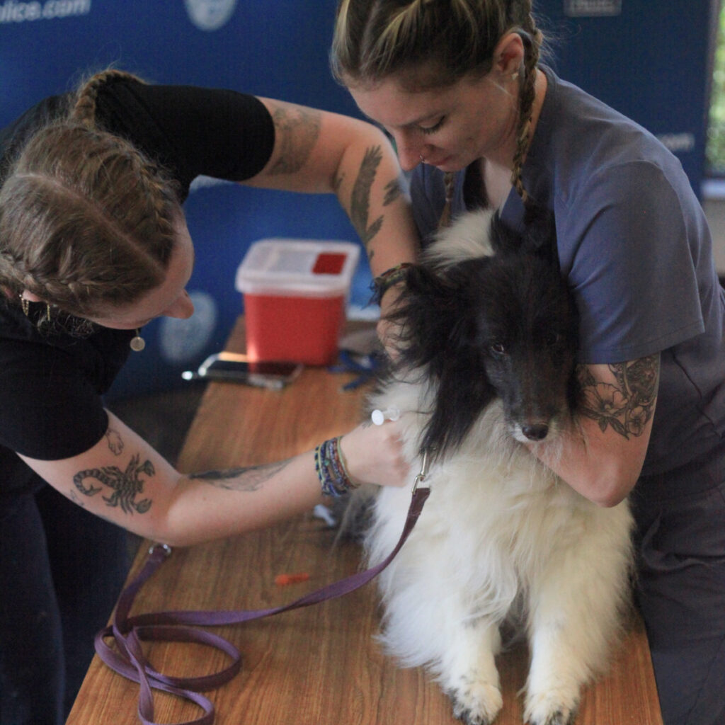 Bothell Pet Vaccine Clinic October 13, 2022
