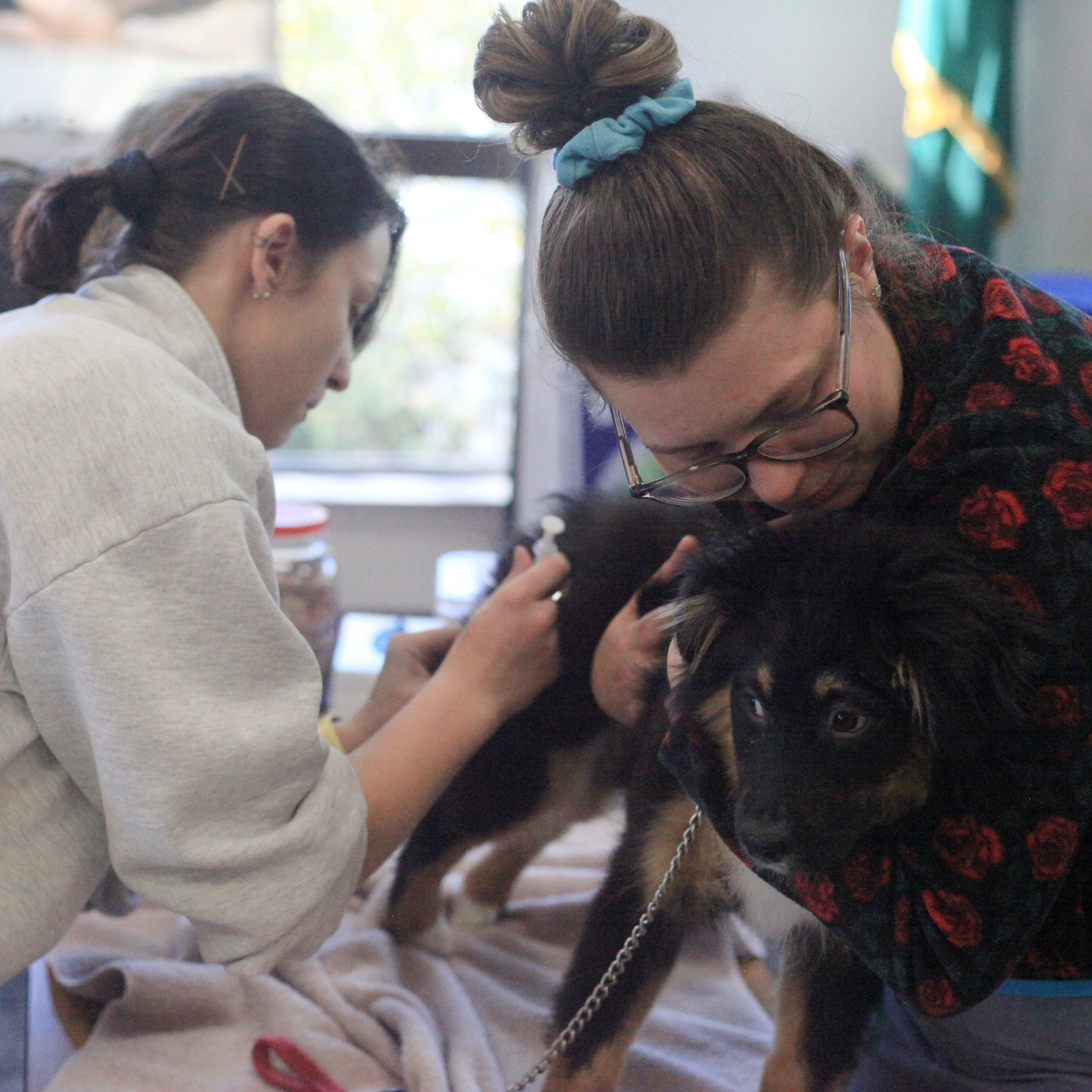 Bothell Pet Vaccine Clinic October 13, 2022