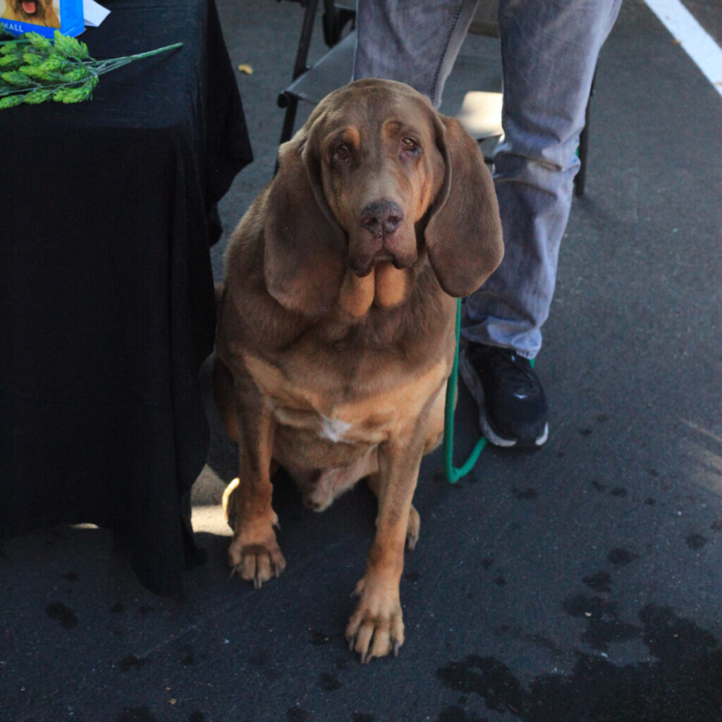 Bothell Pet Vaccine Clinic October 13, 2022