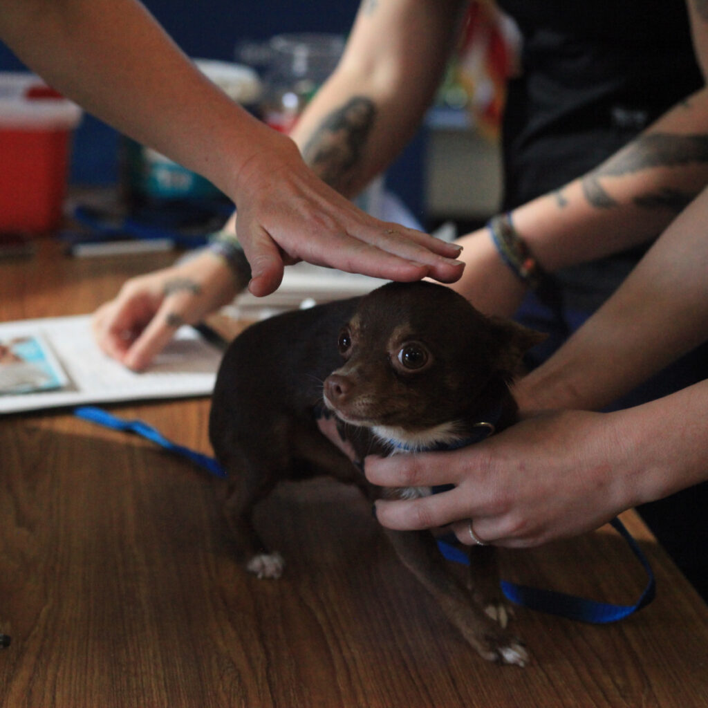 Bothell Pet Vaccine Clinic October 13, 2022