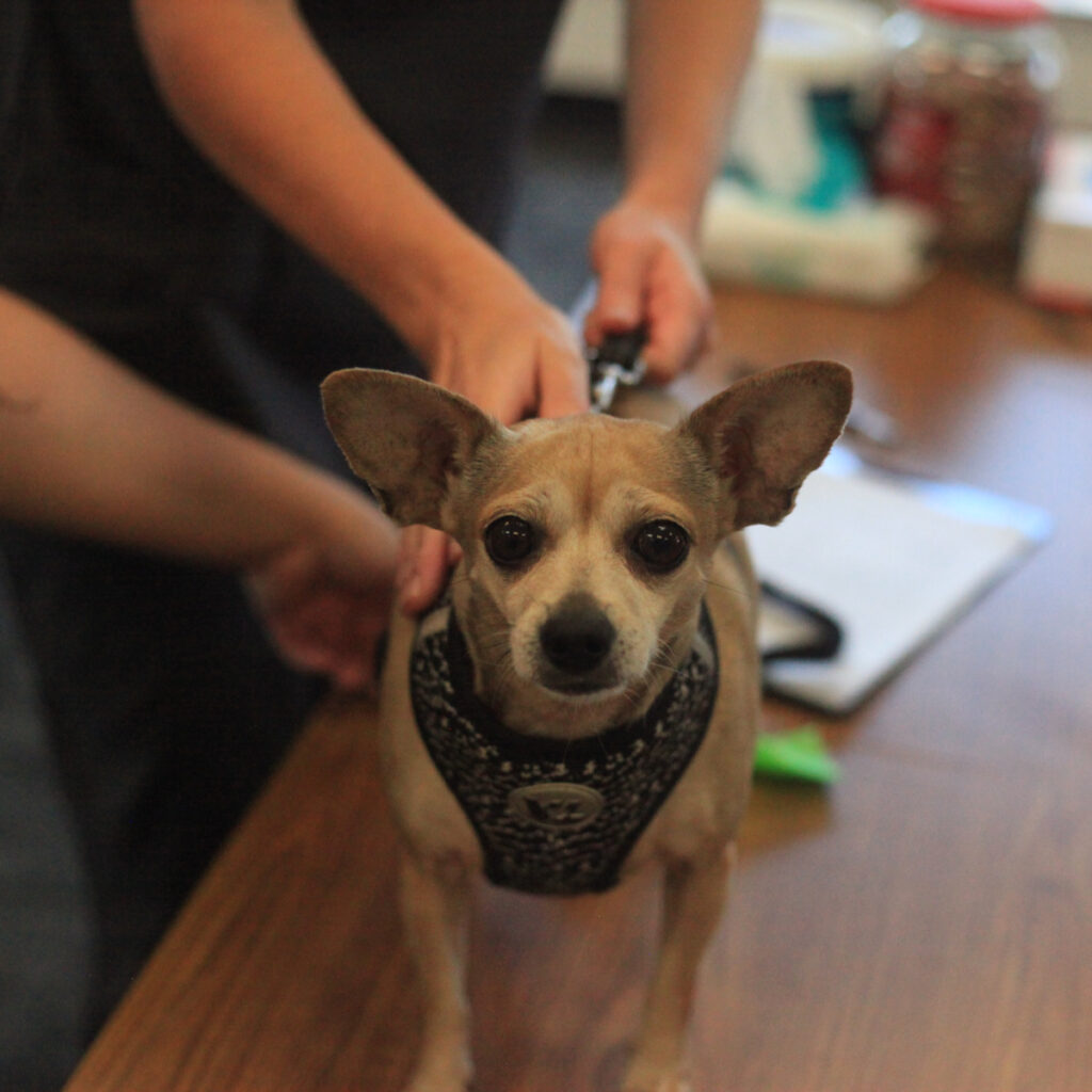 Bothell Pet Vaccine Clinic October 13, 2022