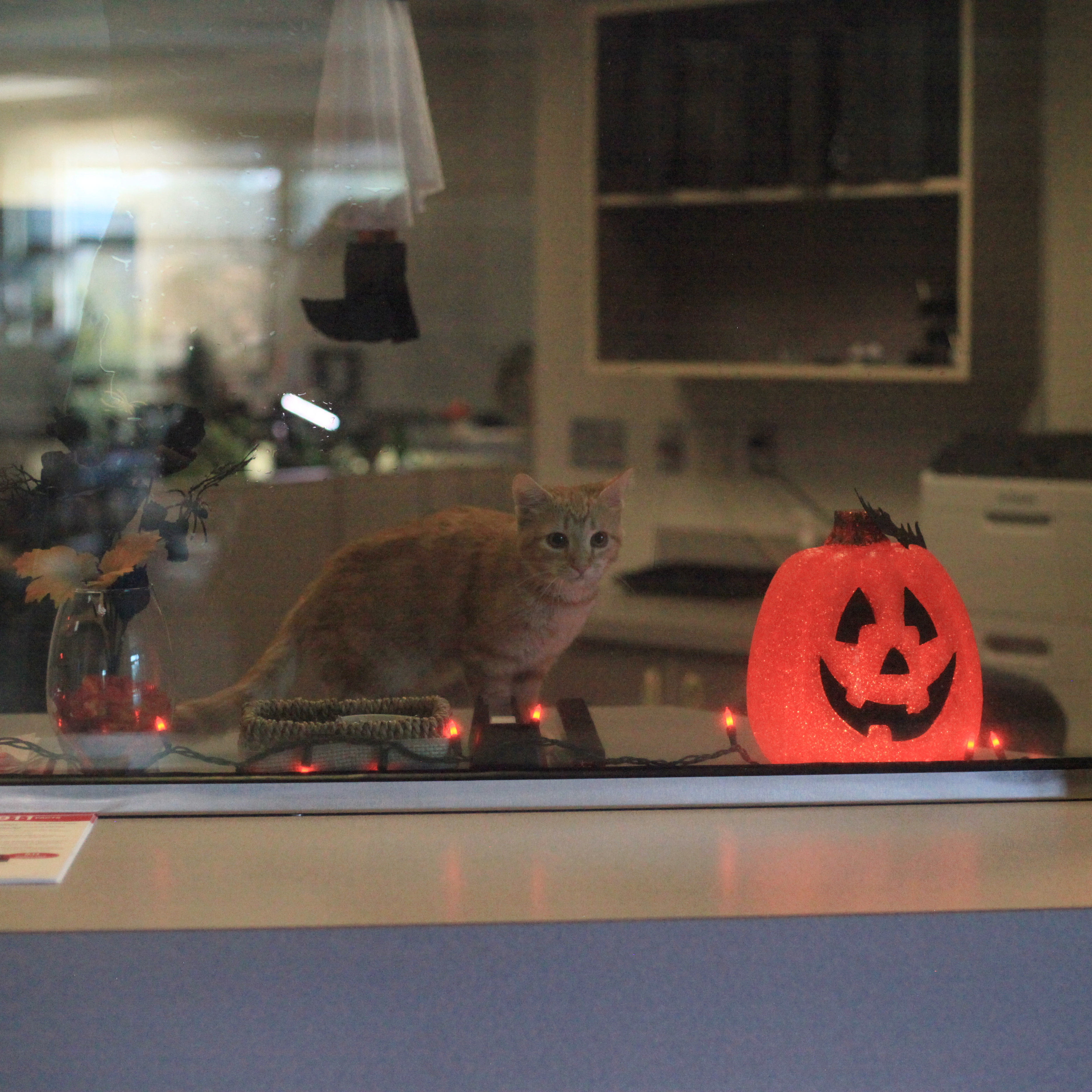 Bothell Pet Vaccine Clinic October 13, 2022