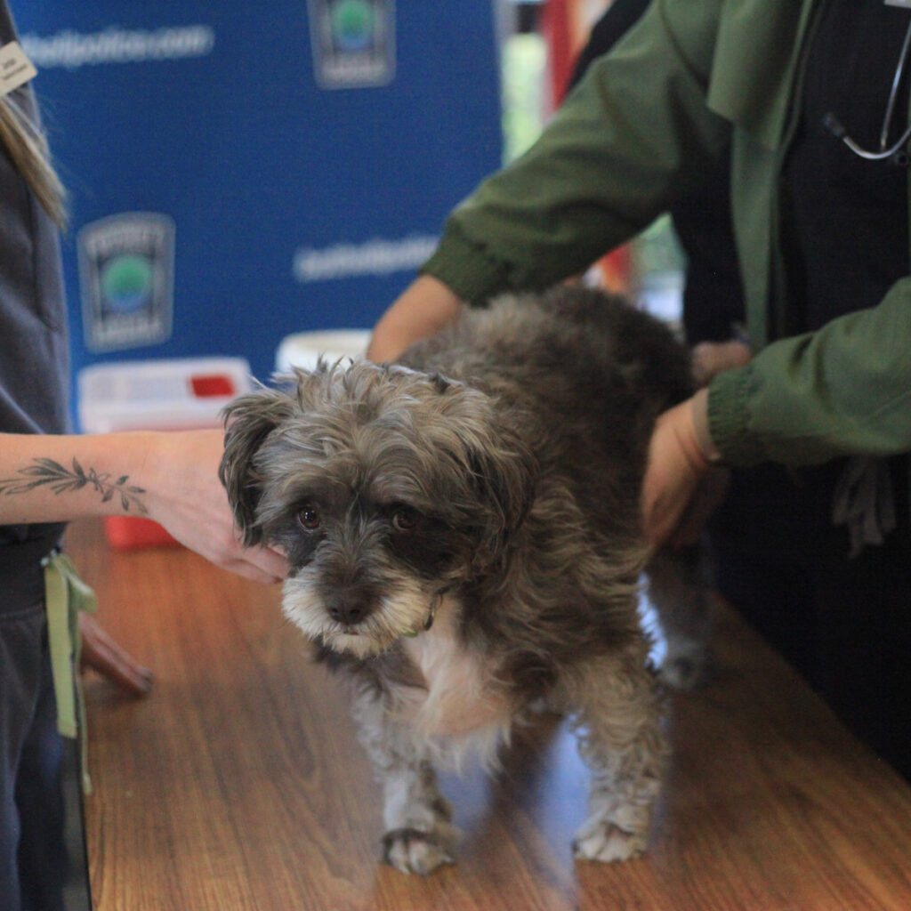 Bothell Pet Vaccine Clinic October 13, 2022