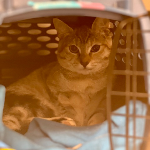 Kiwi Rainier Animal Fund