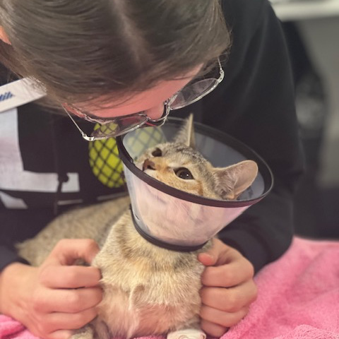 Kiwi Rainier Animal Fund