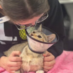 Kiwi Rainier Animal Fund