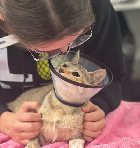 Kiwi Rainier Animal Fund