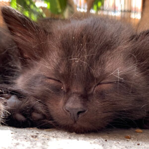 Bagheera's Fierce Pet Fund