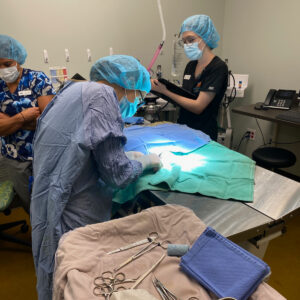 Bagheera's Fierce Pet Fund