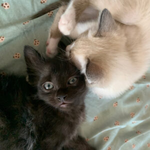 Bagheera's Fierce Pet Fund