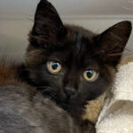 Bagheera Fierce Pet Fund