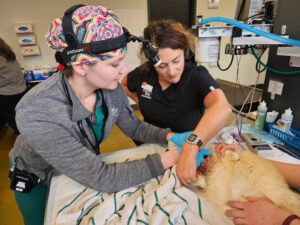 Rainier Animal Fund Success Stories