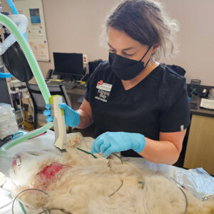 Rainier Animal Fund Success Stories