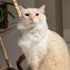 Rainier Animal Fund Success Stories