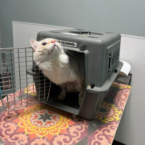 Rainier Animal Fund Success Stories