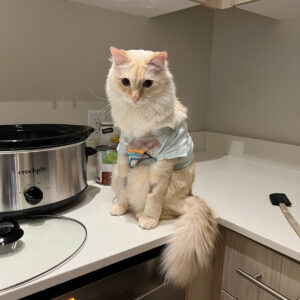 Rainier Animal Fund Success Stories