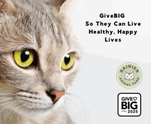 GiveBIG 2025