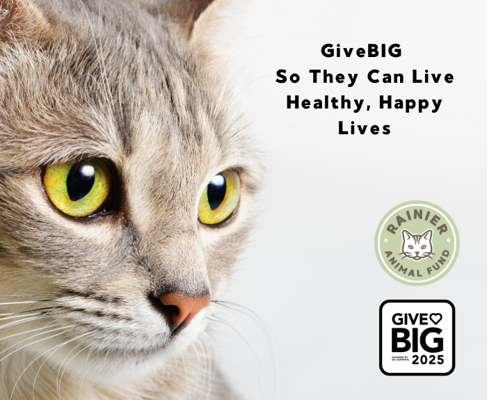 GiveBIG 2025