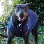 Jack the Doberman’s story of hope and healing thanks to Rainier Animal Fund and donations from the community.