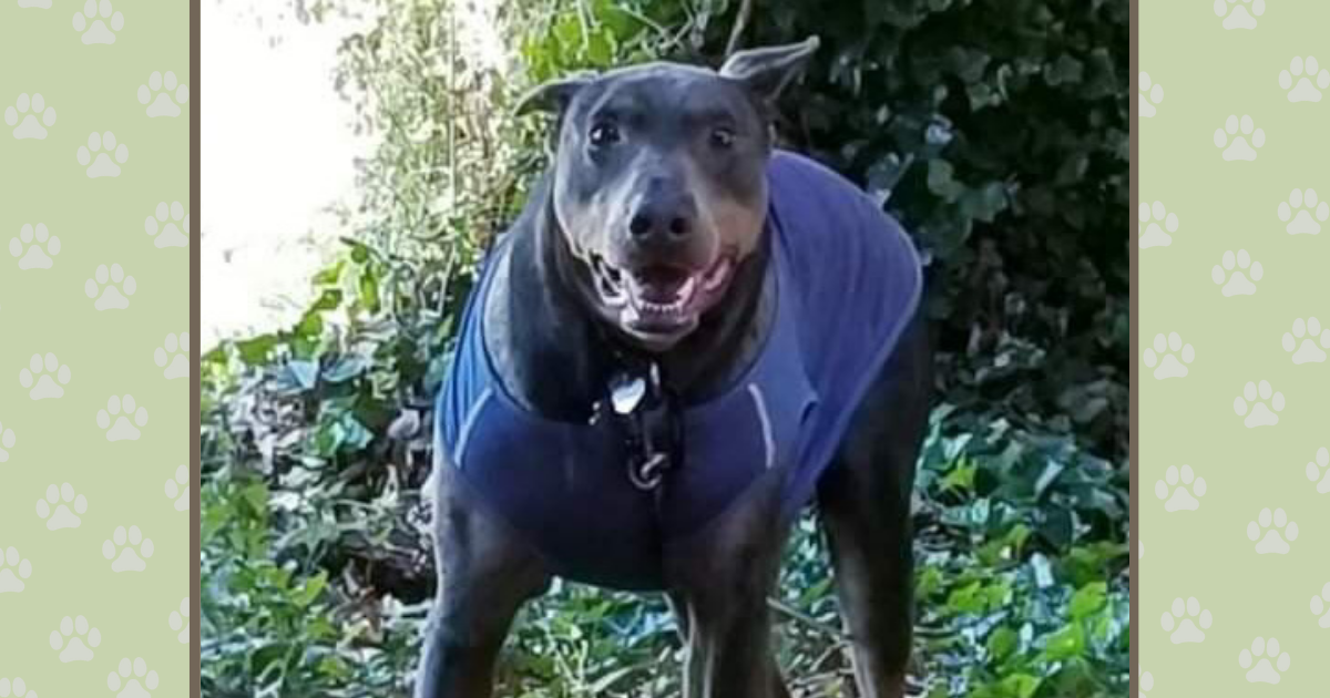 Jack the Doberman’s story of hope and healing thanks to Rainier Animal Fund and donations from the community.