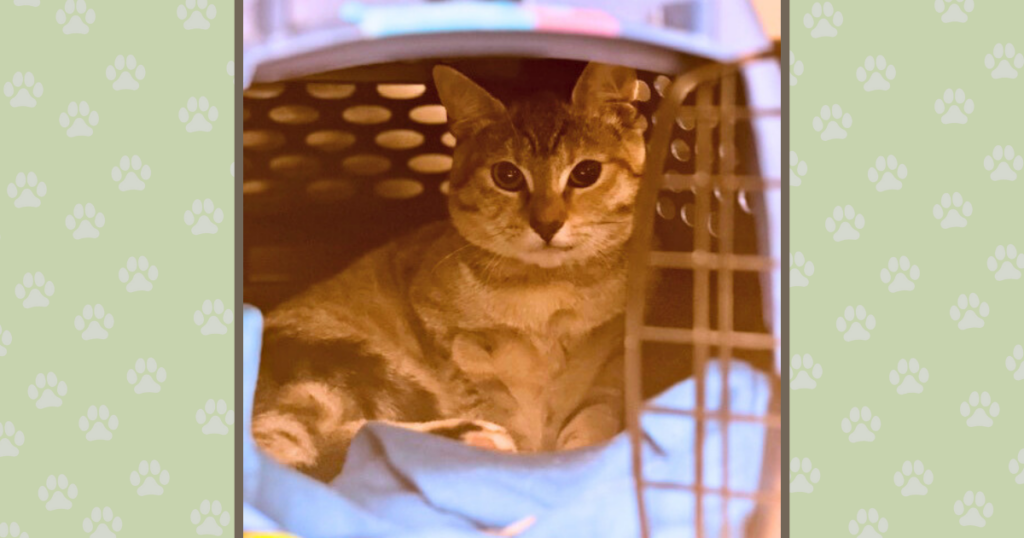 Kiwi the Kitten's story of hope and healing thanks to Rainier Animal Fund and donations from the community.