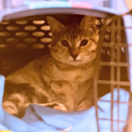 Kiwi the Kitten's story of hope and healing thanks to Rainier Animal Fund and donations from the community.