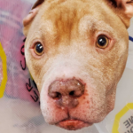 Odin the Pitbull's story of hope and healing thanks to Rainier Animal Fund and donations from the community.