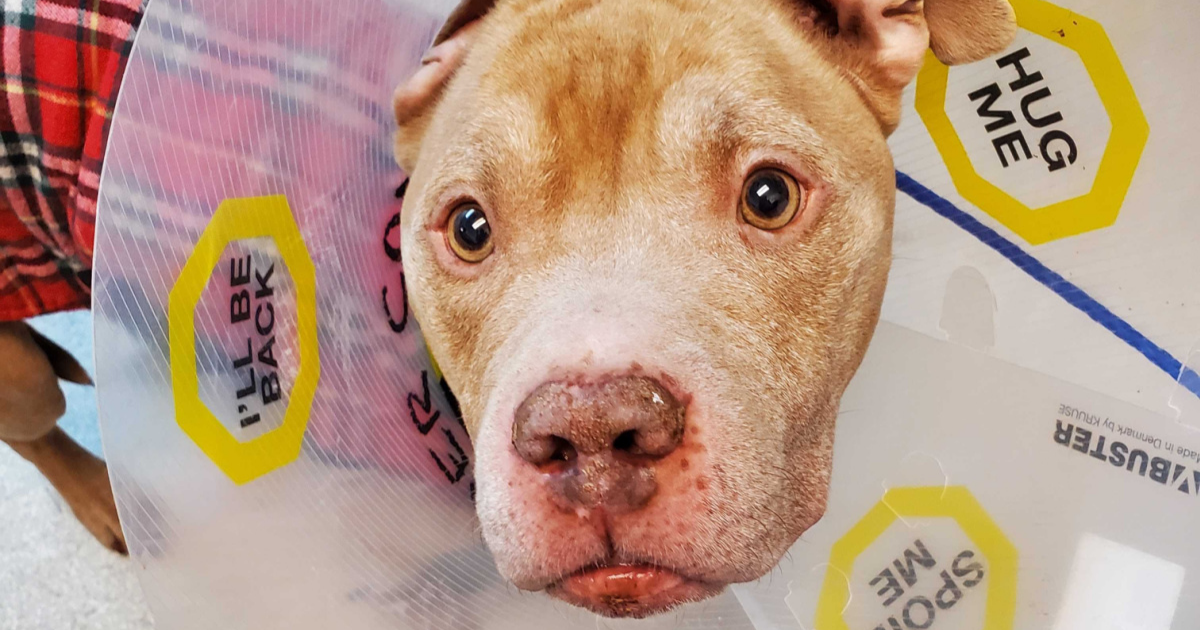 Odin the Pitbull's story of hope and healing thanks to Rainier Animal Fund and donations from the community.