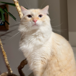 Puddin the cat's story of hope and healing thanks to Rainier Animal Fund and donations from the community.