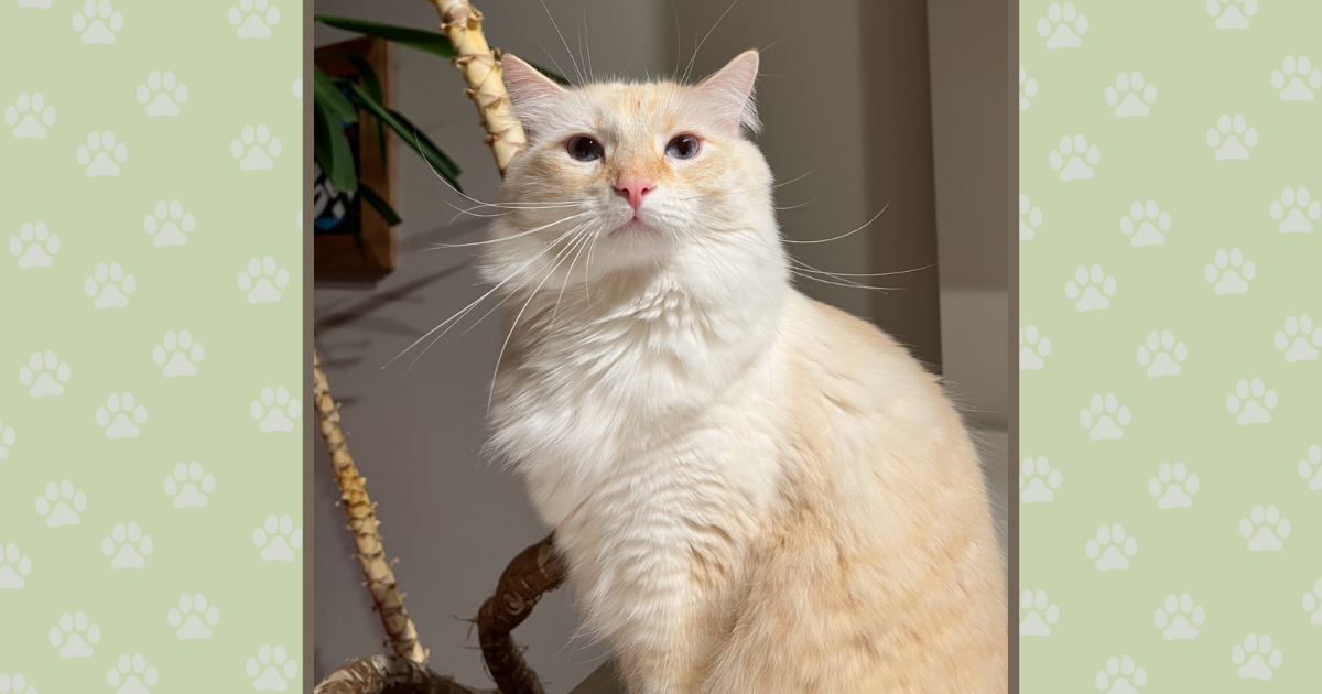 Puddin the cat's story of hope and healing thanks to Rainier Animal Fund and donations from the community.